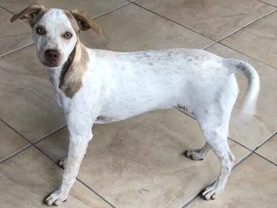 Cachorro ra a Vira lata idade 2 a 6 meses nome Sem nome