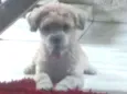 Hachi