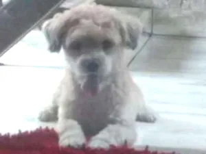 Cachorro raça Poodle idade 2 anos nome Hachi