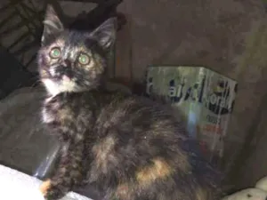 Gato raça Não sei rs idade 2 a 6 meses nome Não tem