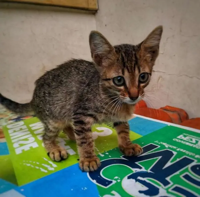 Gato ra a sem raça definida idade 2 a 6 meses nome Sem nome