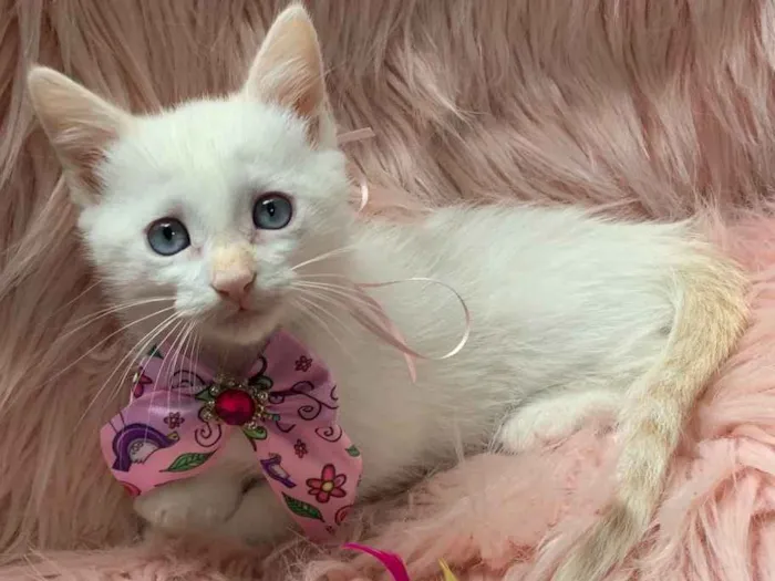 Gato ra a SRD idade 2 a 6 meses nome BLANCHE