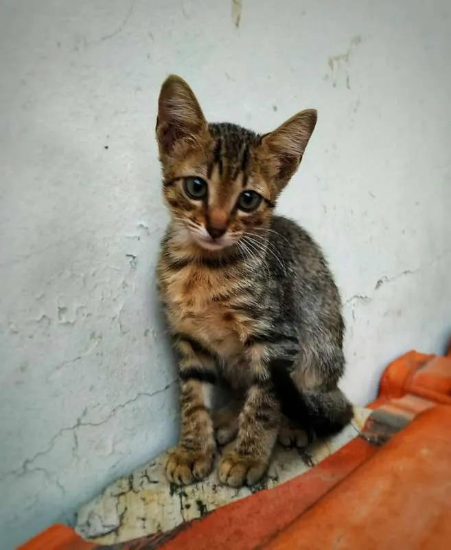 Gato ra a sem raça definida idade 2 a 6 meses nome Sem nome