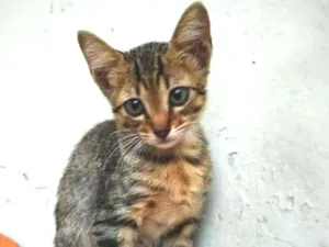 Gato raça sem raça definida idade 2 a 6 meses nome Sem nome