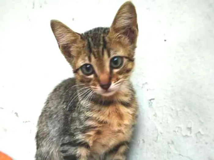 Gato ra a sem raça definida idade 2 a 6 meses nome Sem nome