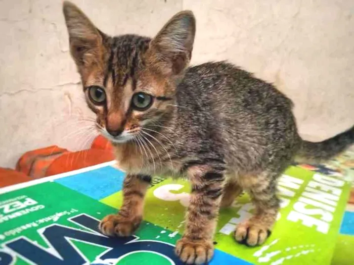 Gato ra a sem raça definida idade 2 a 6 meses nome Sem nome