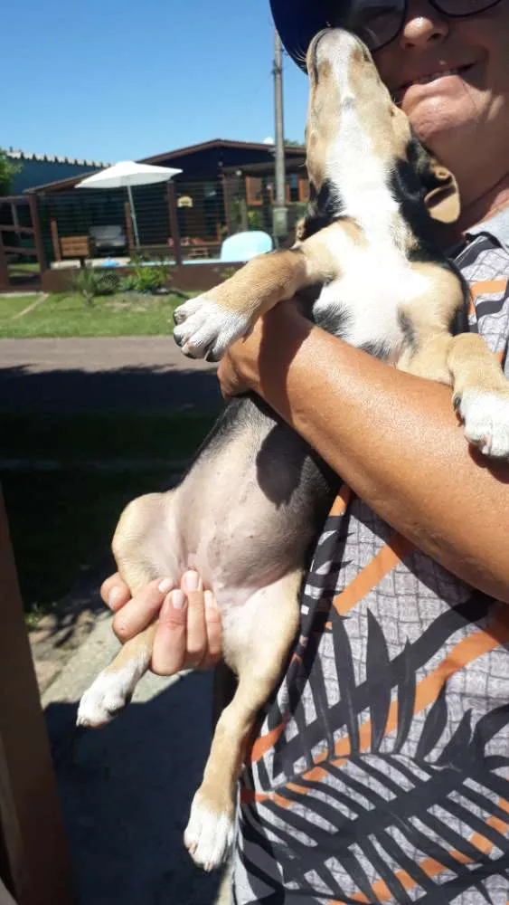 Cachorro ra a SRD idade 2 a 6 meses nome Geleia 