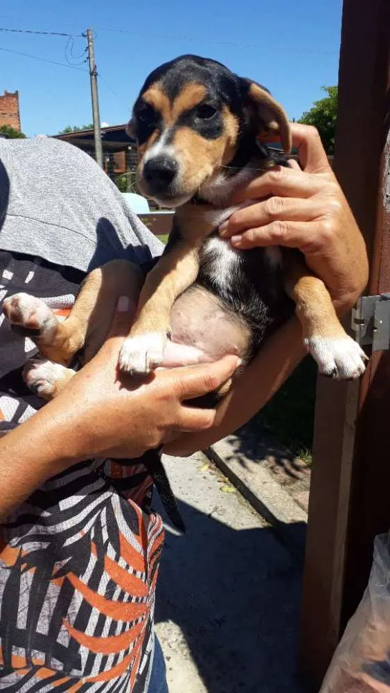Cachorro ra a SRD idade 2 a 6 meses nome Geleia 