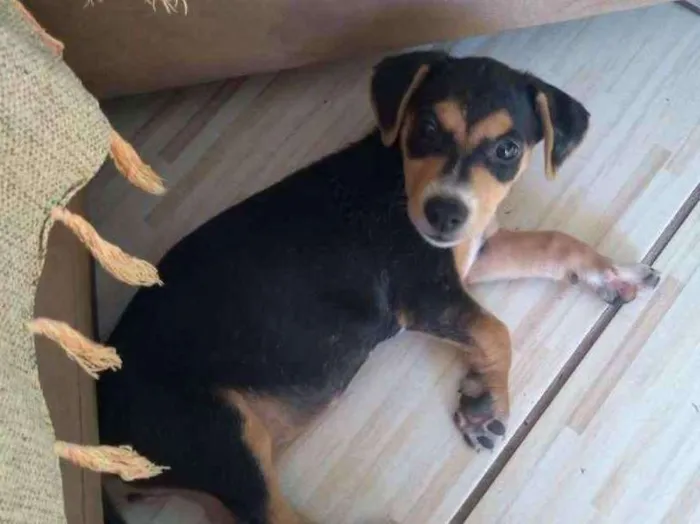 Cachorro ra a SRD idade 2 a 6 meses nome Geleia 