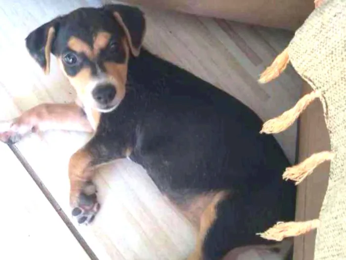 Cachorro ra a SRD idade 2 a 6 meses nome Geleia 