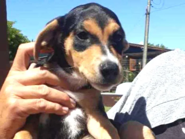 Cachorro ra a SRD idade 2 a 6 meses nome Geleia 