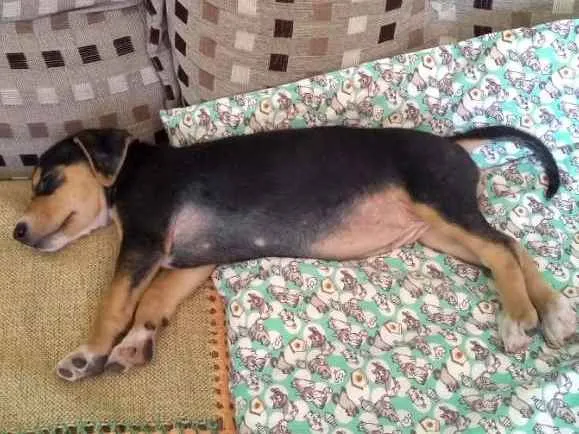 Cachorro ra a SRD idade 2 a 6 meses nome Geleia 
