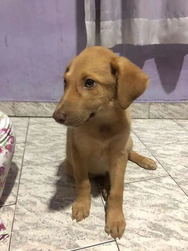 Cachorro ra a SRD idade 2 a 6 meses nome Caramelo