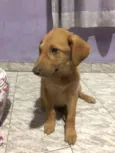 Caramelo