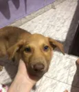Caramelo