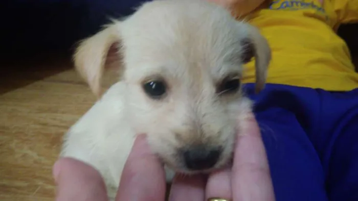 Cachorro ra a Srd idade 2 a 6 meses nome Mey