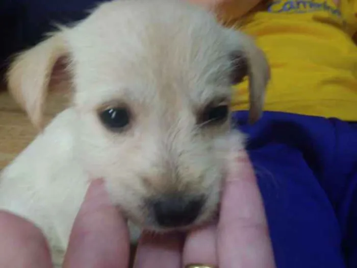 Cachorro ra a Srd idade 2 a 6 meses nome Mey