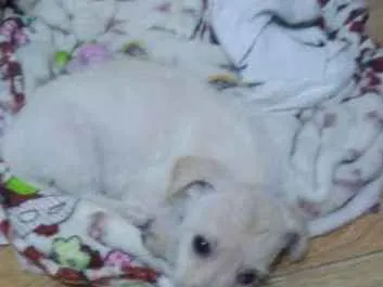 Cachorro ra a Srd idade 2 a 6 meses nome Mey
