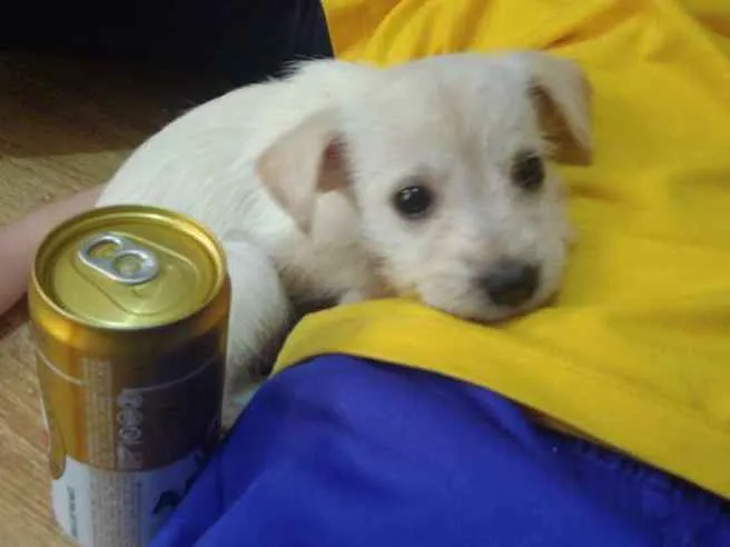 Cachorro ra a Srd idade 2 a 6 meses nome Mey