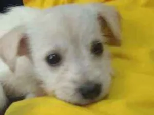 Cachorro raça Srd idade 2 a 6 meses nome Mey