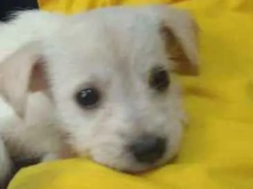 Cachorro ra a Srd idade 2 a 6 meses nome Mey