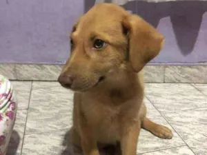 Cachorro raça SRD idade 2 a 6 meses nome Caramelo
