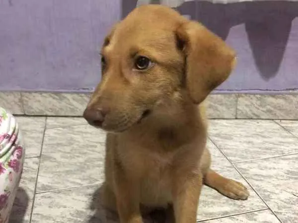 Cachorro ra a SRD idade 2 a 6 meses nome Caramelo