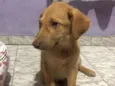 Caramelo