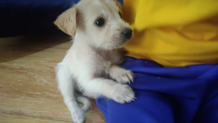 Cachorro ra a Srd idade 2 a 6 meses nome Mey