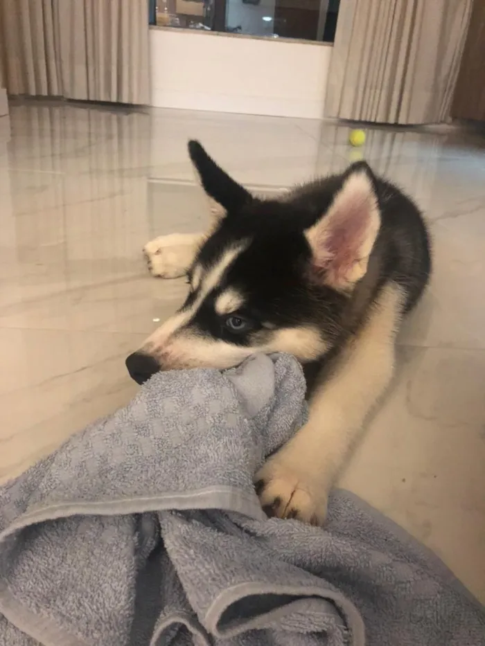 Cachorro ra a Husky idade 2 a 6 meses nome Luke
