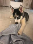 Luke