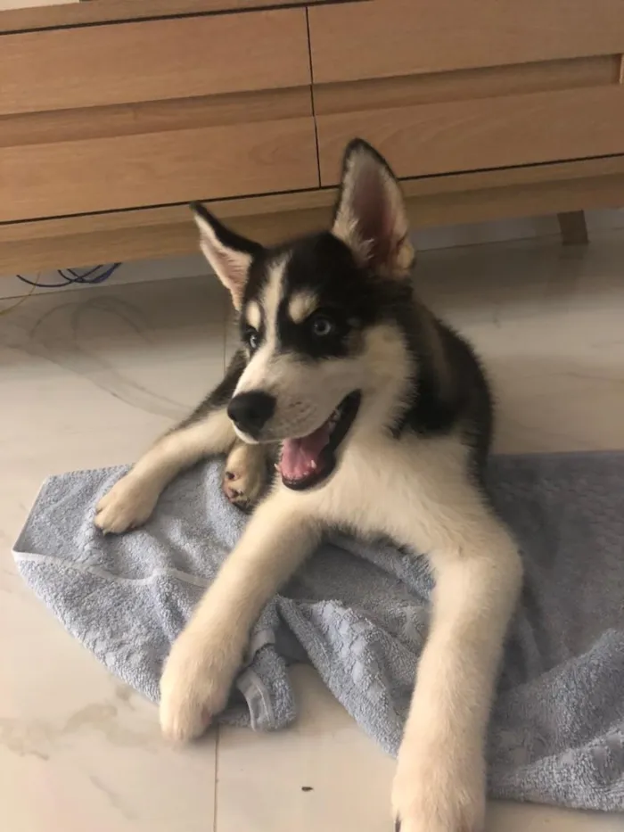 Cachorro ra a Husky idade 2 a 6 meses nome Luke