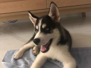 Cachorro raça Husky idade 2 a 6 meses nome Luke
