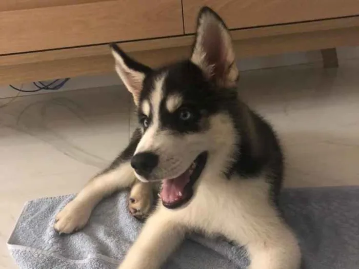 Cachorro ra a Husky idade 2 a 6 meses nome Luke