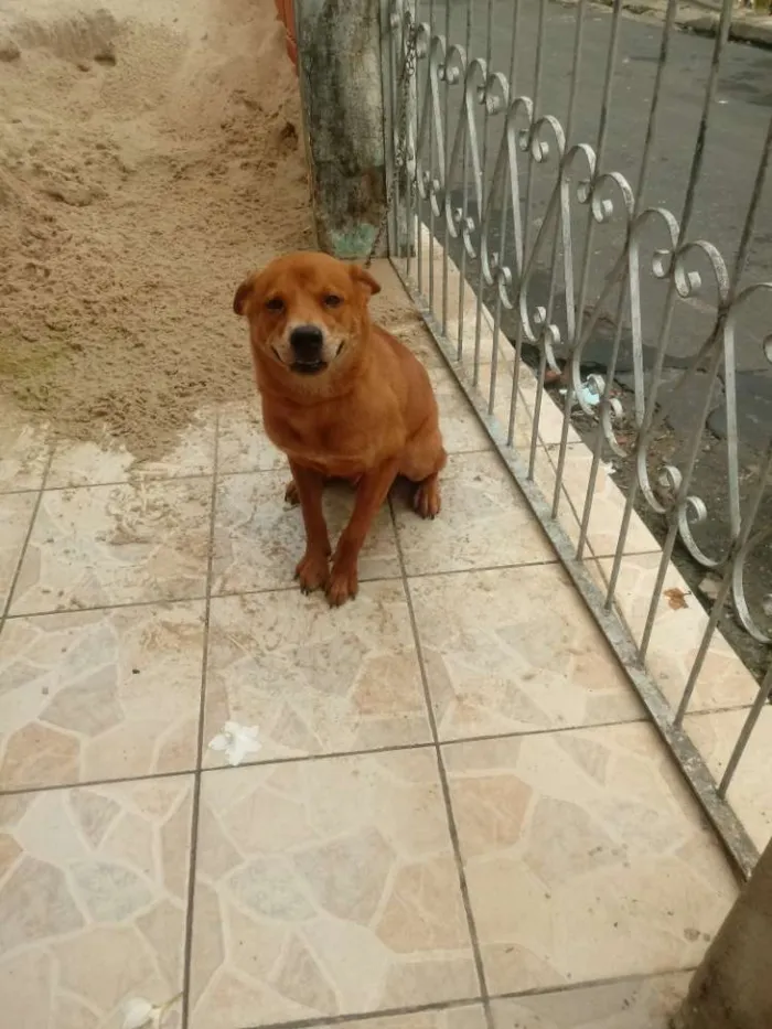 Cachorro raça Chow chow com vira lata idade 7 a 11 meses nome Ted