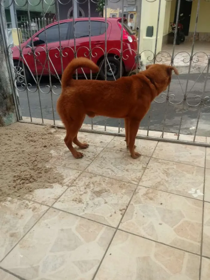 Cachorro raça Chow chow com vira lata idade 7 a 11 meses nome Ted