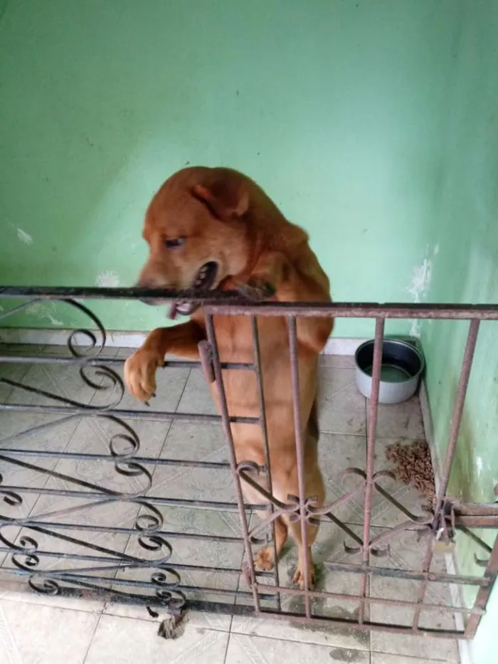 Cachorro raça Chow chow com vira lata idade 7 a 11 meses nome Ted