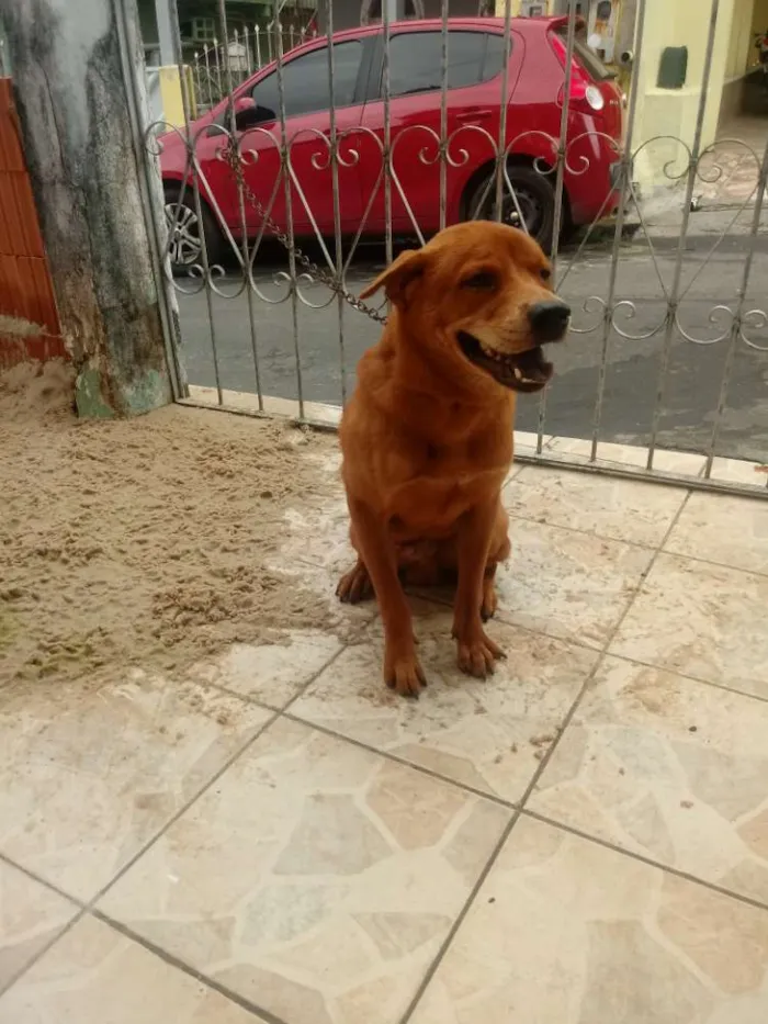Cachorro raça Chow chow com vira lata idade 7 a 11 meses nome Ted