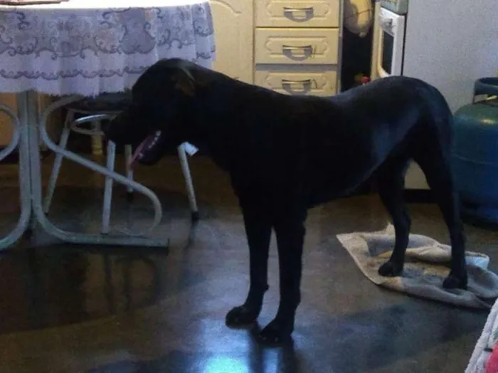 Cachorro ra a Labrador idade 1 ano nome Cabeção