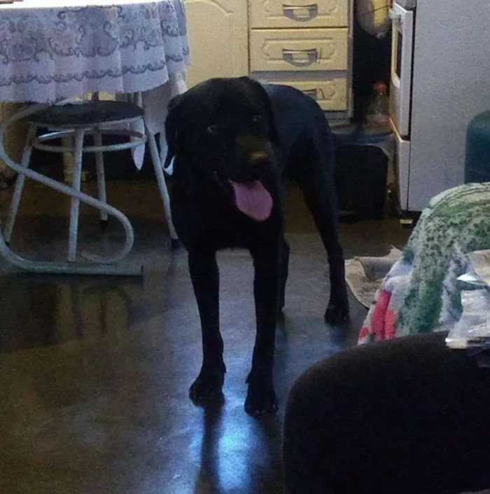 Cachorro ra a Labrador idade 1 ano nome Cabeção