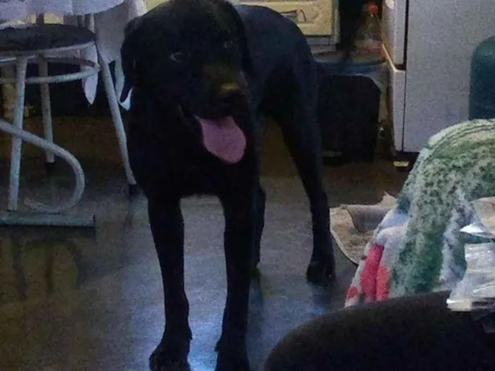 Cachorro ra a Labrador idade 1 ano nome Cabeção