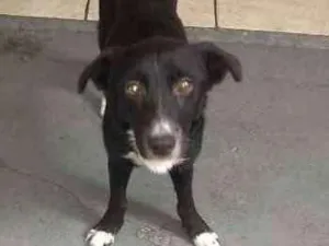 Cachorro raça Lhasa idade 1 ano nome Cooke