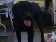 Cabeção