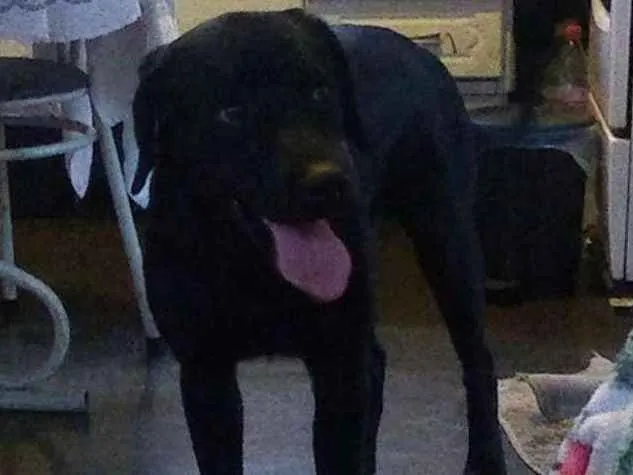 Cachorro ra a Labrador idade 1 ano nome Cabeção