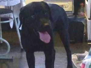 Cachorro raça Labrador idade 1 ano nome Cabeção
