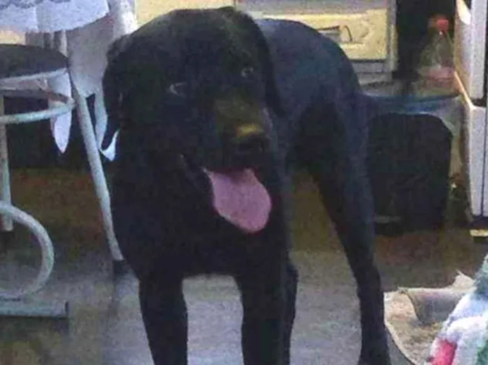 Cachorro ra a Labrador idade 1 ano nome Cabeção