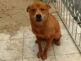 Ted