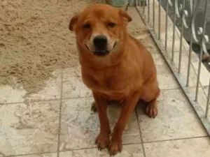 Cachorro raça Chow chow com vira lata idade 7 a 11 meses nome Ted