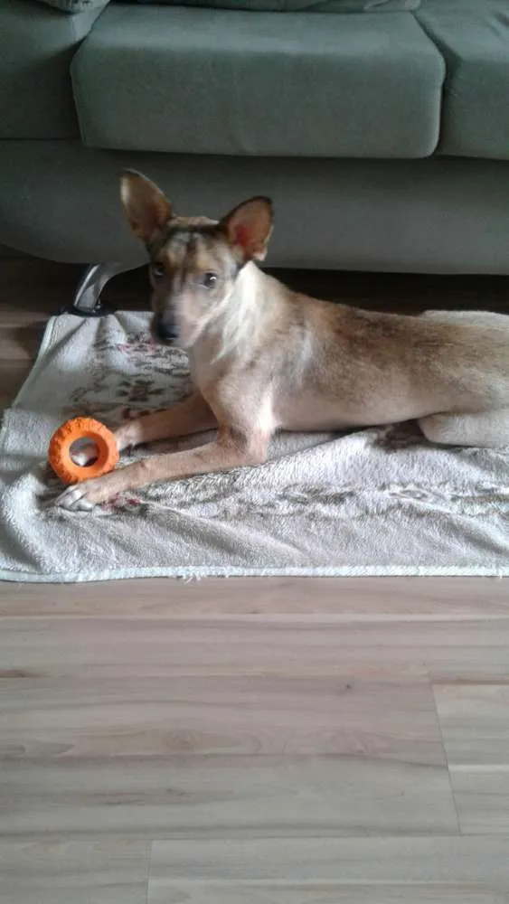 Cachorro ra a SRD idade 7 a 11 meses nome Itai