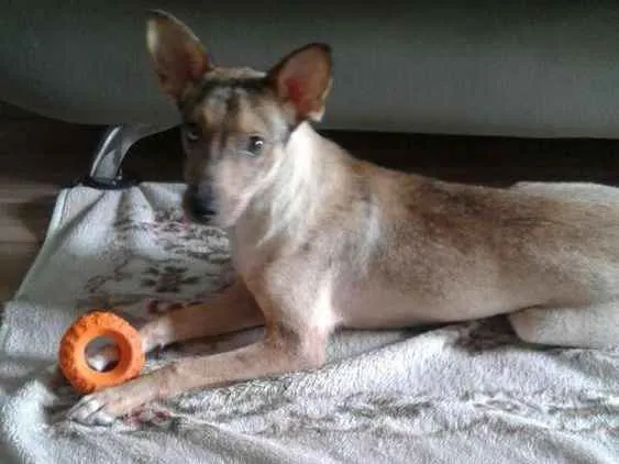 Cachorro ra a SRD idade 7 a 11 meses nome Itai